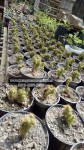 Souvenir Kaktus